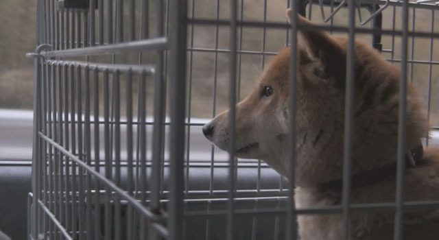 『犬と猫と人間と2　動物たちの大震災』 -(C) 宍戸大裕