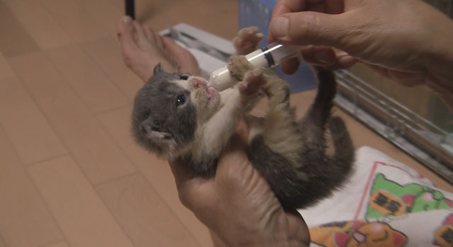 『犬と猫と人間と2　動物たちの大震災』 -(C) 宍戸大裕