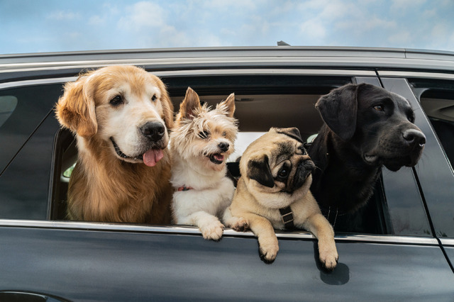 『マイ・ハート・パピー』ⓒ 2023. Yworks Entertainment Co.,Ltd. All rights reserved.