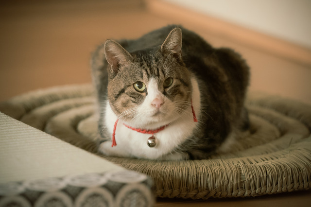 大河ドラマ「光る君へ」第12回