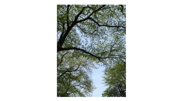 【雅子ブログ】カンヌ2013ラインナップが発表