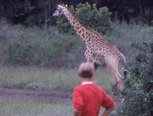 『エンドレス・サマー デジタルリマスター版』©Bruce Brown Films, LLC