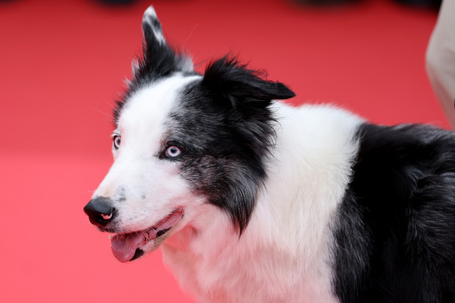 メッシ／第77回カンヌ国際映画祭 Photo by Andreas Rentz/Getty Images