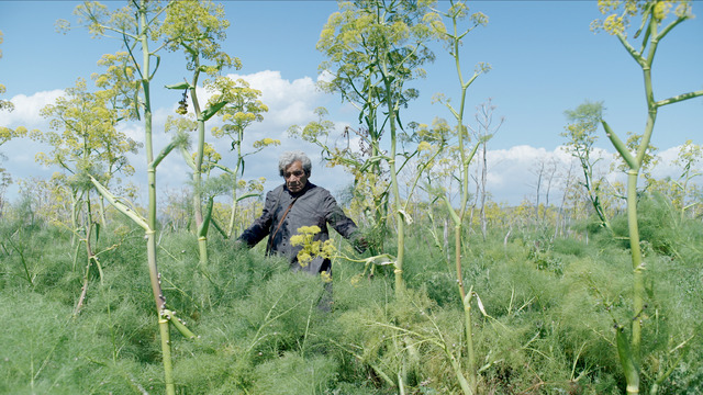 『ミダースの蟻』