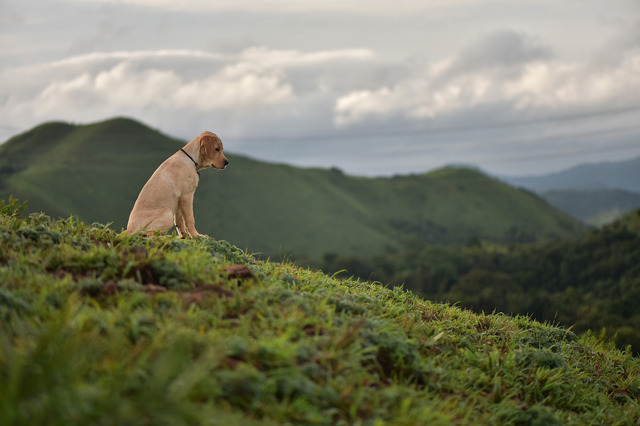 『チャーリー』© 2022 Paramvah Studios All Rights Reserved.