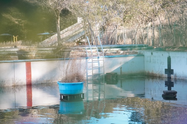 かつての水面と森の映画祭 2024