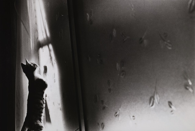 深瀬昌久「無題」（シリーズ『サスケ』より）1977-78年 © 深瀬昌久アーカイブス