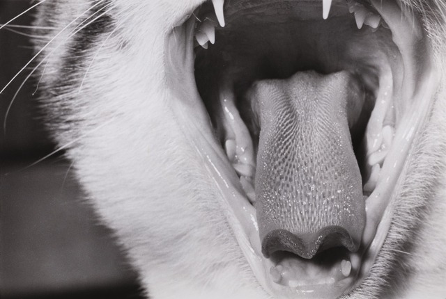 深瀬昌久「無題」（シリーズ『サスケ』より）1977-78年 © 深瀬昌久アーカイブス