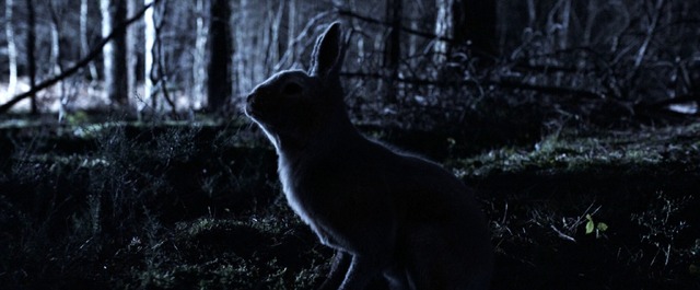 『子鹿のゾンビ』© 2025 ITN Distribution Inc. All Rights Reserved.