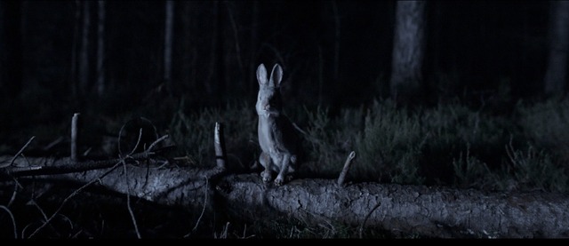 『子鹿のゾンビ』© 2025 ITN Distribution Inc. All Rights Reserved.