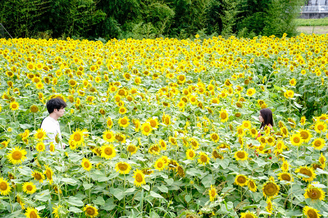 『盤上の向日葵』©2025映画「盤上の向日葵」製作委員会