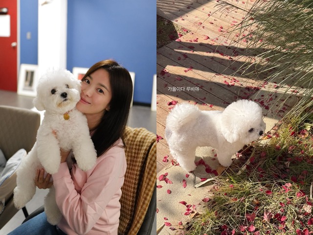 女優ソン・ヘギョの“穏やかな秋の日常”。お散歩中の愛犬ルビーが可愛すぎる！【PHOTO】