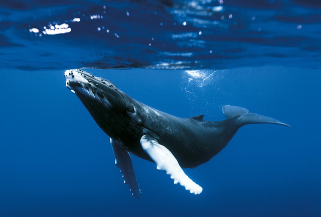 『オーシャンズ』© 2009 Galatée Films – Pathé – France 2 Cinéma – France 3 Cinéma – Notro Films – JMH-TSR