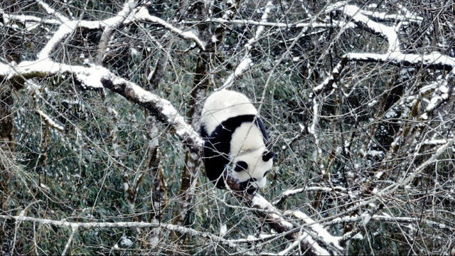 『パンダのすごい世界』