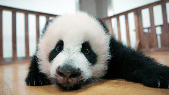 『パンダのすごい世界』