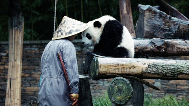 『パンダのすごい世界』