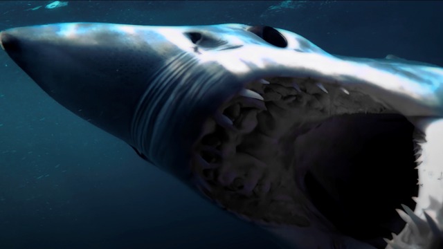 『デンジャラス・アニマルズ 絶望海域』©2025 ANIMAL HOLDINGS PTY LTD