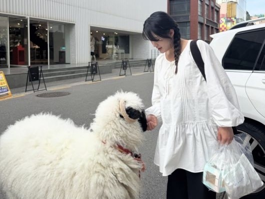6月に出産予定の『太陽を抱く月』女優ナム・ボラ、道で出会った羊との2ショットを公開【PHOTO】