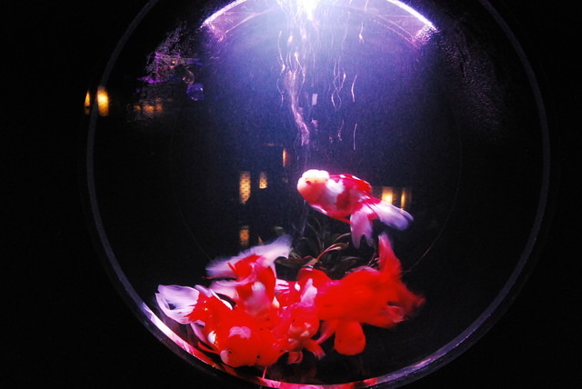 金魚が泳ぐ納涼美。アートアクアリウム2013が日本橋で開催