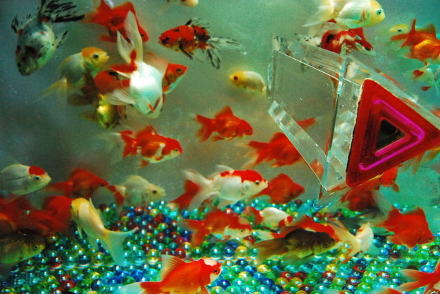 金魚が泳ぐ納涼美。アートアクアリウム2013が日本橋で開催