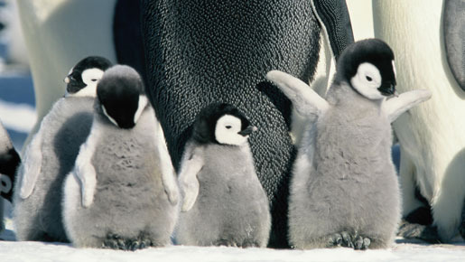 『皇帝ペンギン』　サブ１