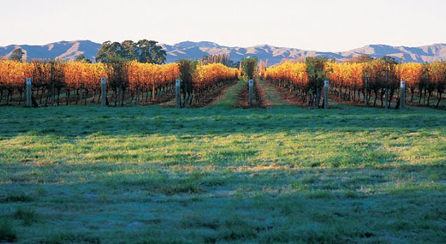 ワイヘキ島の「Mudbrick Vineyard」
