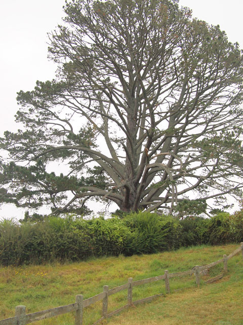 パーティツリーは観光客に人気の記念撮影スポット