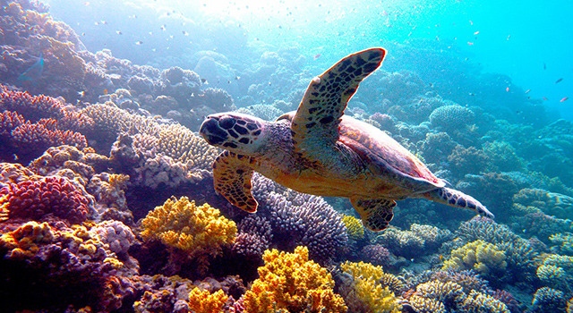 『ネイチャー』-(C)BBC Earth Productions (Africa) Limited and Reliance Prodco EK LLC 2014