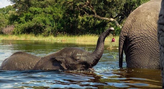 『ネイチャー』-(C)BBC Earth Productions (Africa) Limited and Reliance Prodco EK LLC 2014