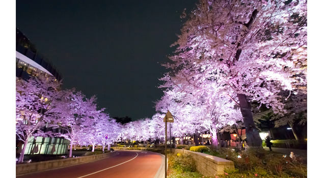 「Midtown Blossom （ミッドタウン・ブロッサム）」　昨年の様子