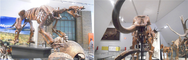 ロイヤルオンタリオ博物館（ROM）