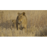 野生動物が子どもを育てる過程を生き生きと描く壮大なネイチャードキュメンタリー「命の継承者～野生の子育て戦略～」をアニマルプラネットにて1月6日(火)21時より放送開始