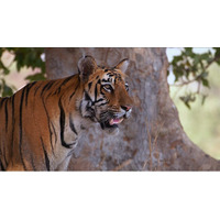 【２月は、にゃんと！猫の月】2月22日（にゃん・にゃん・にゃん）「猫の日」を記念したアニマルプラネット毎年2月恒例特集放送決定！