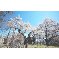 日本三大桜『山高神代桜』オンライン花見を3月27日開催決定。桜ドローンプロジェクトYouTube公式チャンネルでドローンライブ配信