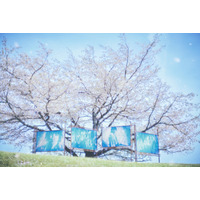 『ちるらん 新撰組鎮魂歌』最終話＆世界配信直前特別企画　散った桜が描く、新撰組の“散り様”の美しさ――散った桜で完成するグラフィック広告「CHIRU-CANVAS」と制作過程スペシャルムービーを公開！