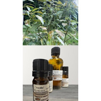 和悠香、Japanese Botanical Ingredientsの具体化へ 和シナモン（本ニッケイ）の多面的な価値開発を推進 ― 枝葉・木部・根に続き、樹皮からの精油採油に成功。 新しい植物資源の価値